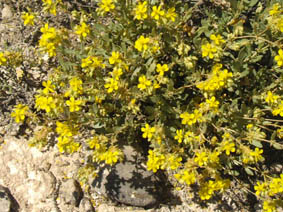 Helianthemum squamatum